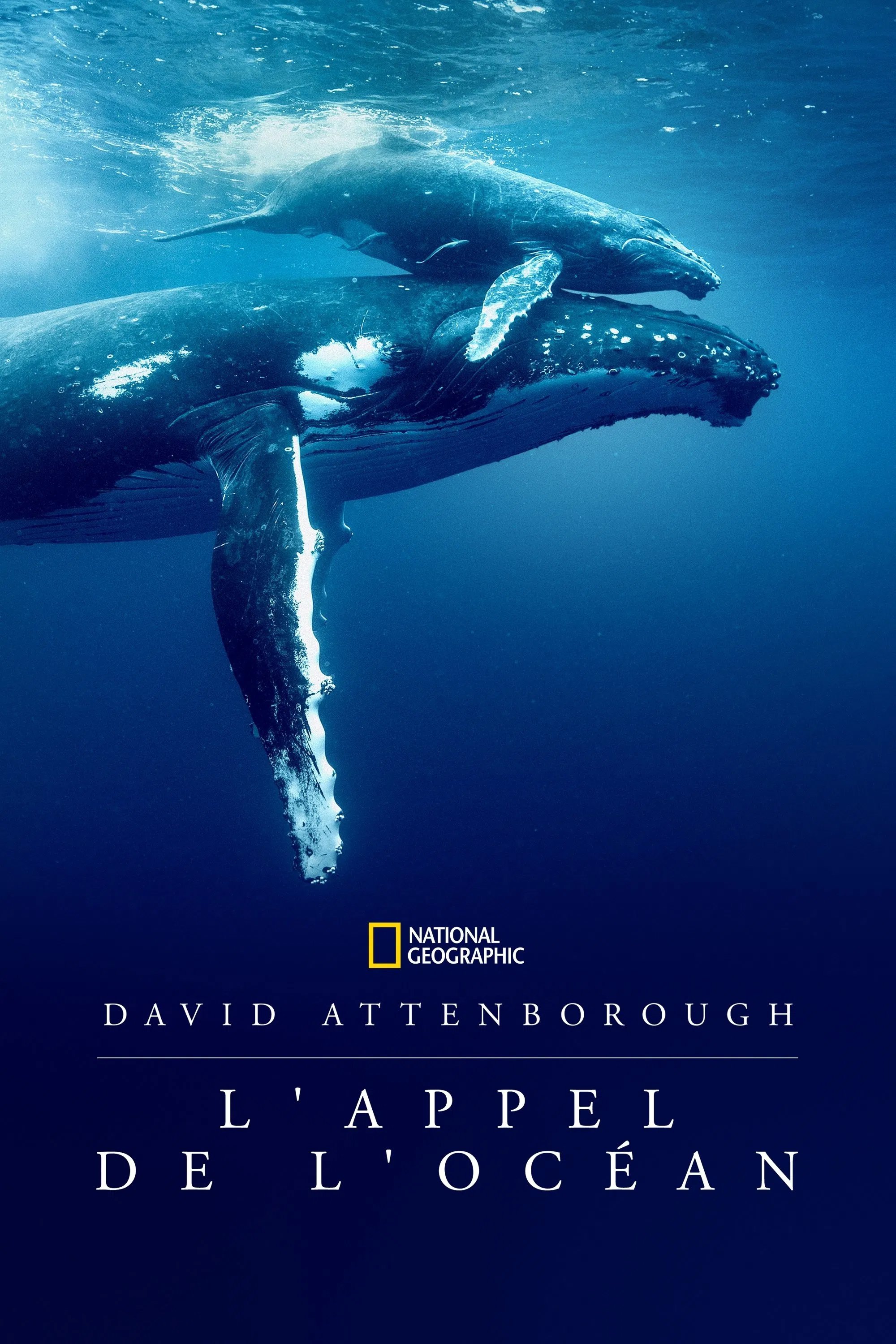 ดูหนังออนไลน์ Ocean with David Attenborough (2025)