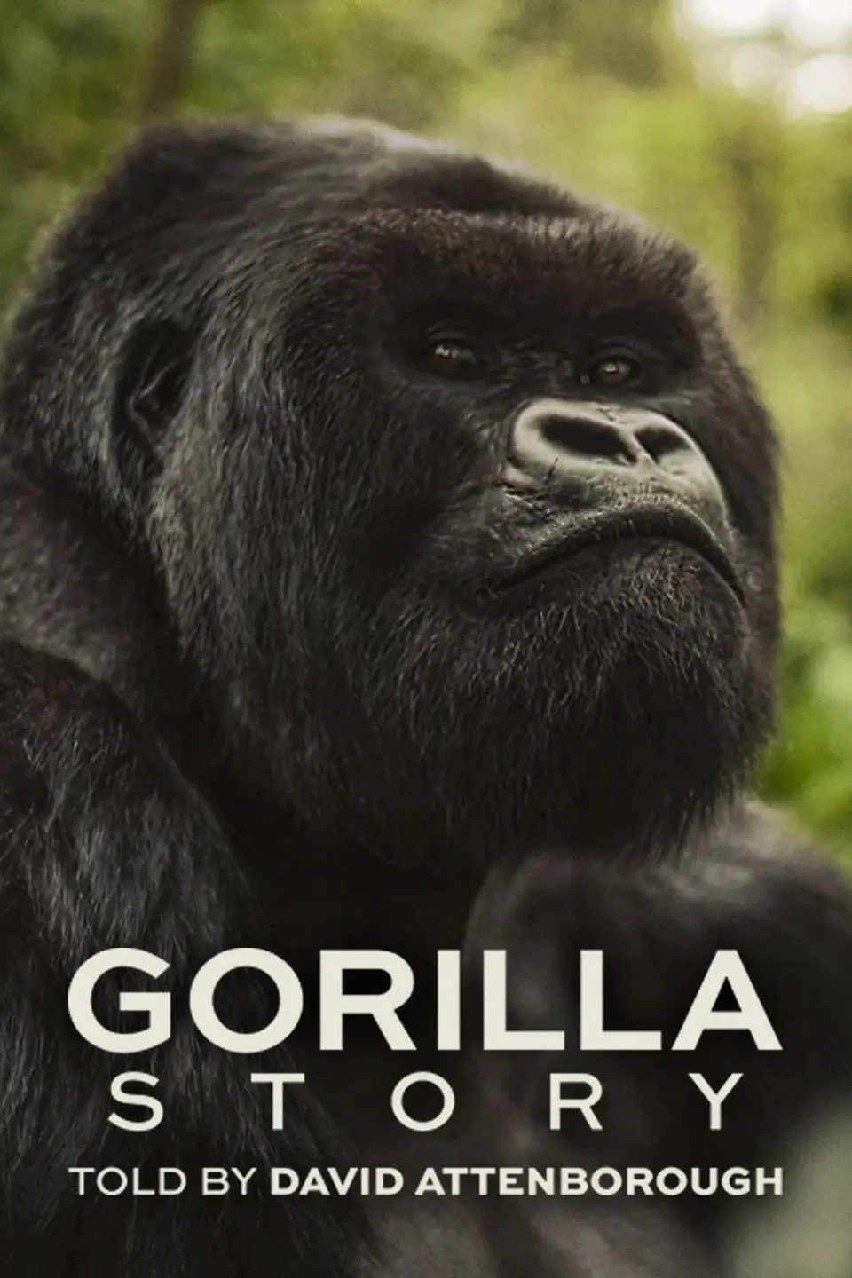 ดูหนังออนไลน์ A Gorilla Story: Told by David Attenborough (2026) เล่าเรื่องกอริลลา โดยเดวิด แอทเทนเบอเรอห์