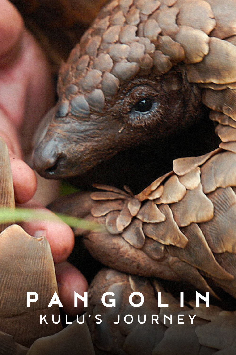 Pangolin: Kulu's Journey (2025) Pangolin: การเดินทางของคูลู